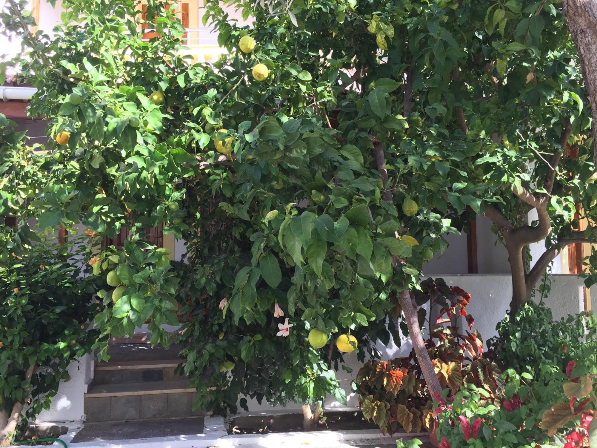 Livanina Apartments Kampos Marathokampou Экстерьер фото